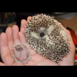 Meet your Posher, Erin